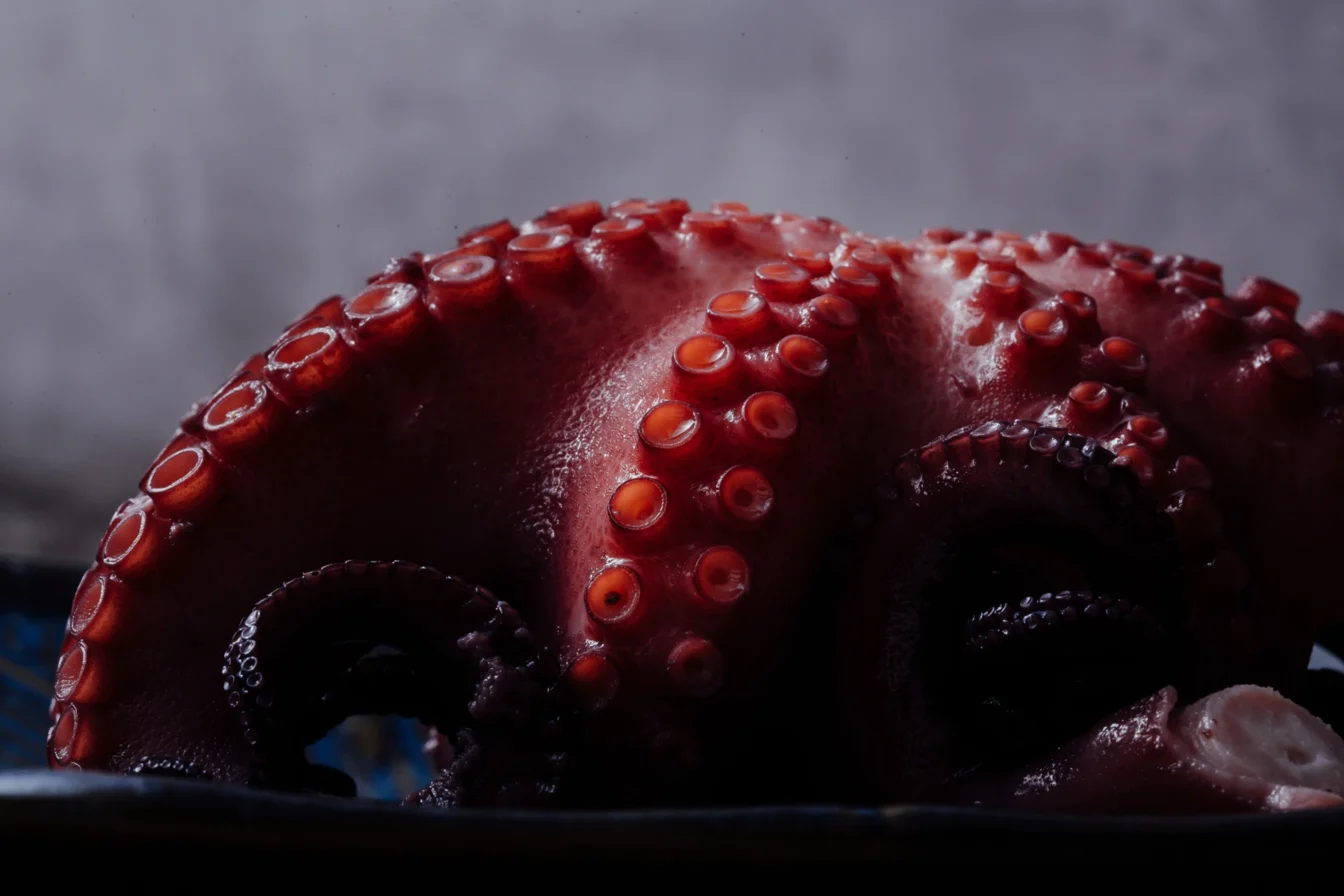 Imagen de un pulpo fresco presentado en un expositor de bar listo para ser cocinado